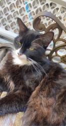 Lost Male Cat last seen neighborhood behind lowe’s , Fort Walton Beach, FL 32547
