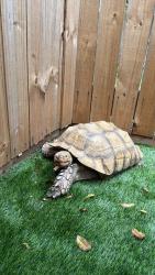 Lost Female Other last seen Davie , Davie, FL 33314
