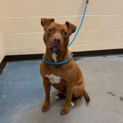 Shelter Stray Female Dog last seen , Memphis, TN 38133