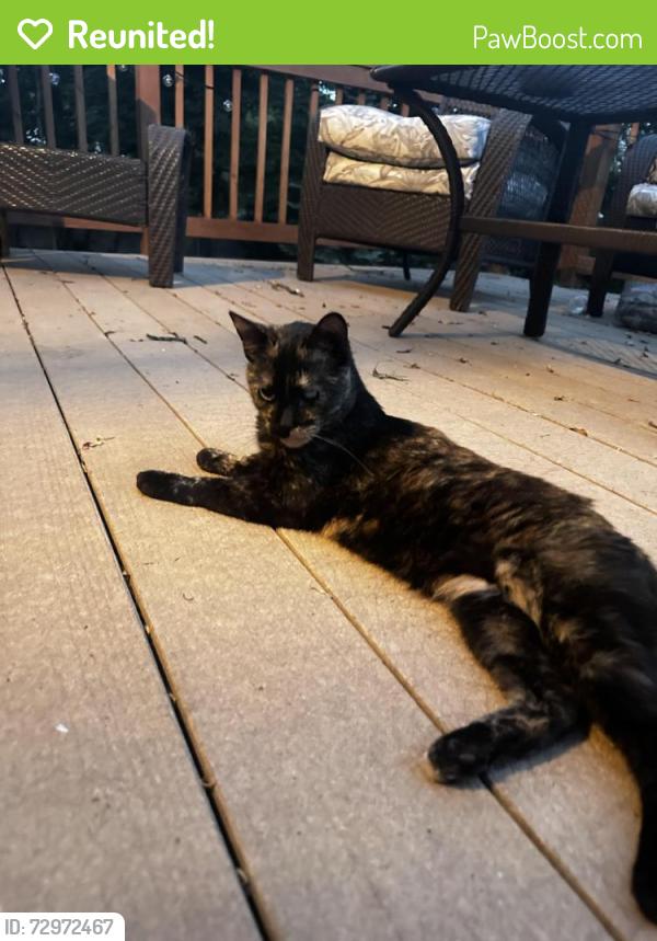 Reunited Unknown Cat last seen Washington Ave and Beechwood Terrace, Dunellen, NJ 08812
