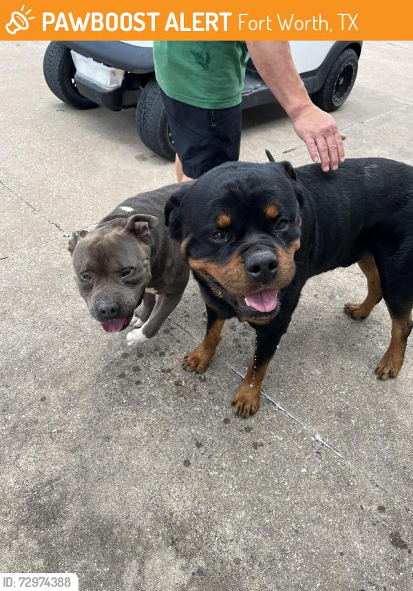 Found/Stray Male Dog last seen Risinger Exit, Fort Worth, TX 76140