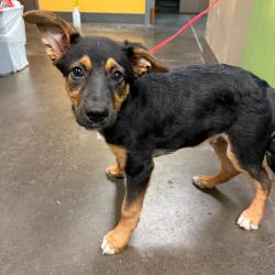 Shelter Stray Male Dog last seen , Norman, OK 73072