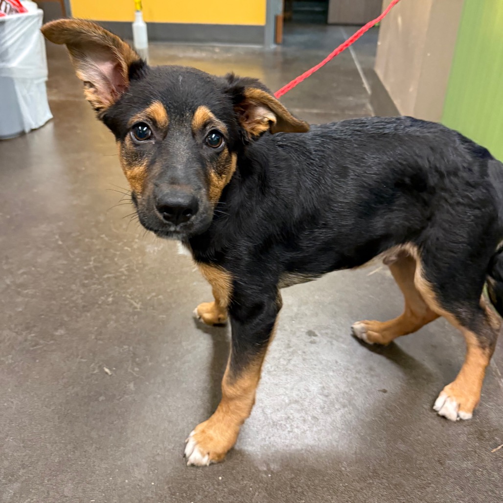 Shelter Stray Male Dog last seen , Norman, OK 73072
