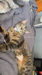 Lost Female Cat last seen Yackley & warrenvillw rd, Lisle, IL 60532