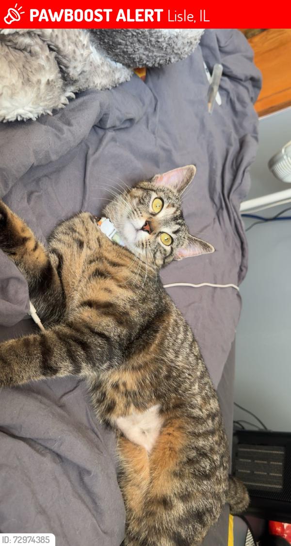 Lost Female Cat last seen Yackley & warrenvillw rd, Lisle, IL 60532