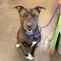 Shelter Stray Female Dog last seen , Norman, OK 73072