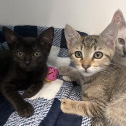Shelter Stray Female Cat last seen , 8020 Washington St, Port Richey, FL 34668, USA