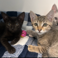 Shelter Stray Female Cat last seen , 8020 Washington St, Port Richey, FL 34668, USA
