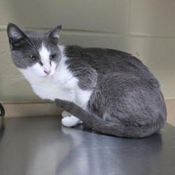 Shelter Stray Female Cat last seen , Cheyenne, WY 82007