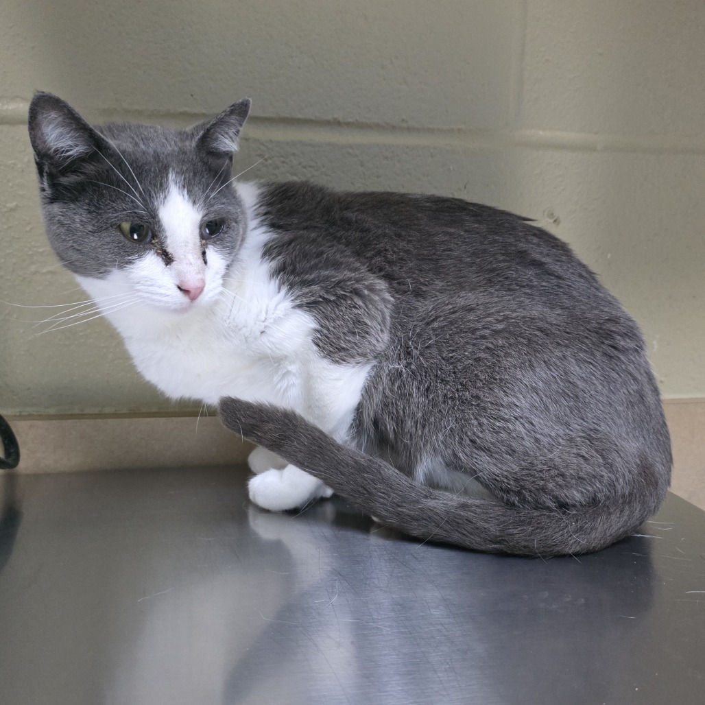 Shelter Stray Female Cat last seen , Cheyenne, WY 82007