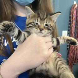 Shelter Stray Unknown Cat last seen , Greensboro, NC 27409