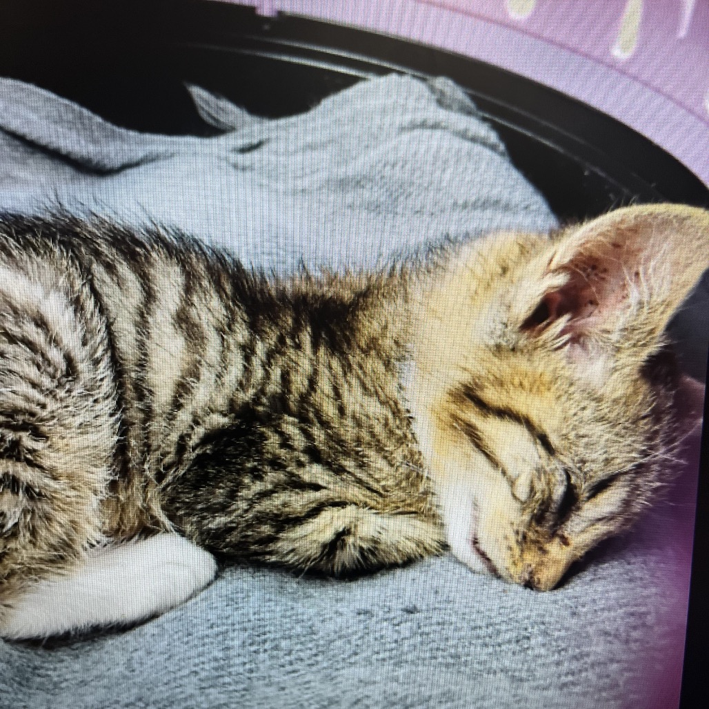 Shelter Stray Male Cat last seen , Greensboro, NC 27409