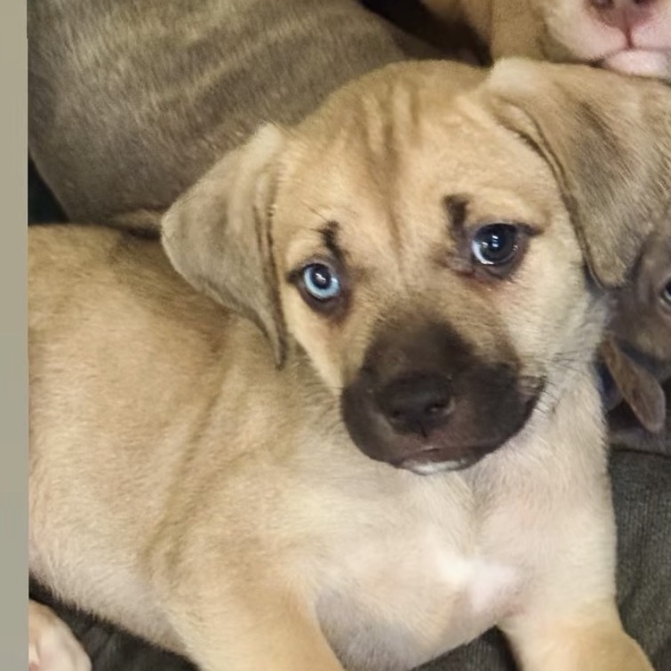Shelter Stray Female Dog last seen , Los Angeles, CA 90018