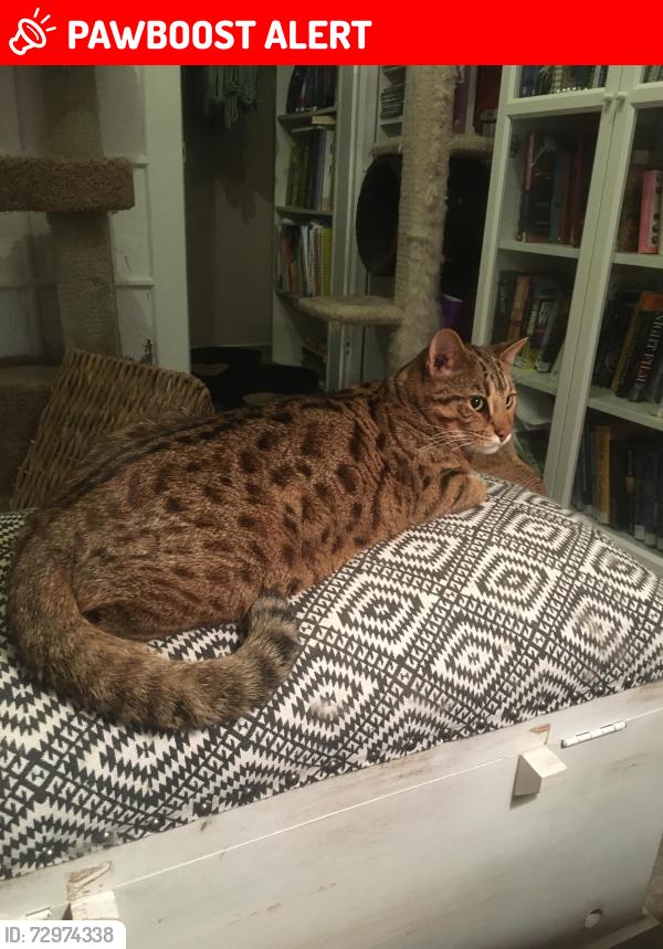Lost Male Cat last seen Orboitor Dr and Eglinton Ave West, Mississauga - Centennial Golf Course and Park, Mississauga, ON L4W 4Y5