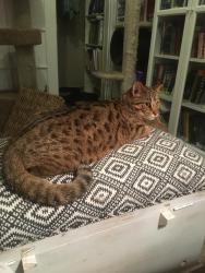 Lost Male Cat last seen Orboitor Dr and Eglinton Ave West, Mississauga - Centennial Golf Course and Park, Mississauga, ON L4W 4Y5