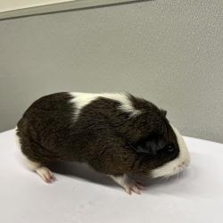 Shelter Stray Unknown Other last seen , Tampa, FL 33607