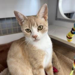 Shelter Stray Female Cat last seen , Animal Care & Control Team of Philly, 111 W Hunting Park Ave, Philadelphia, PA 19140, USA