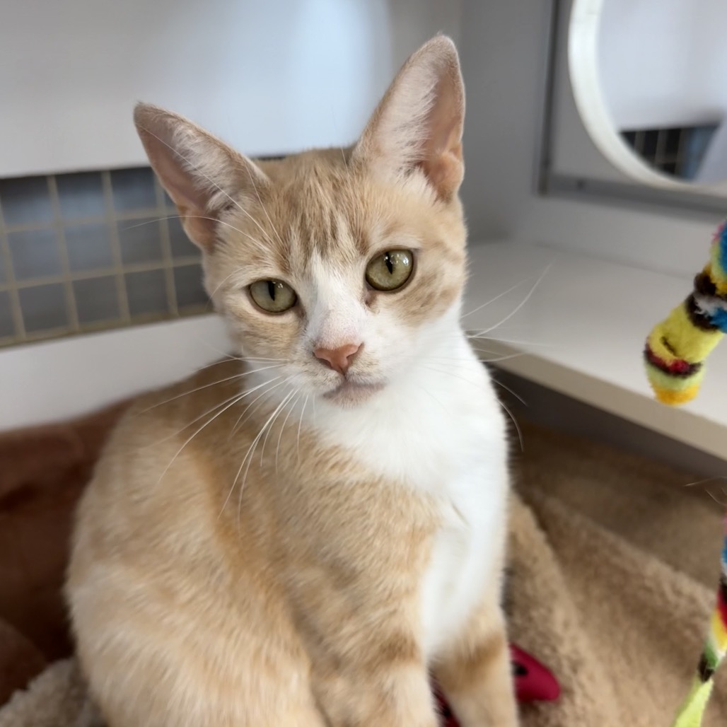 Shelter Stray Female Cat last seen , Animal Care & Control Team of Philly, 111 W Hunting Park Ave, Philadelphia, PA 19140, USA