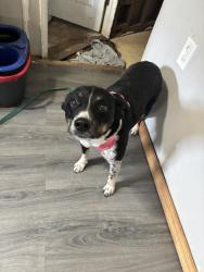 Found/Stray Female Dog last seen Near grant high school, Oklahoma City, OK 73119