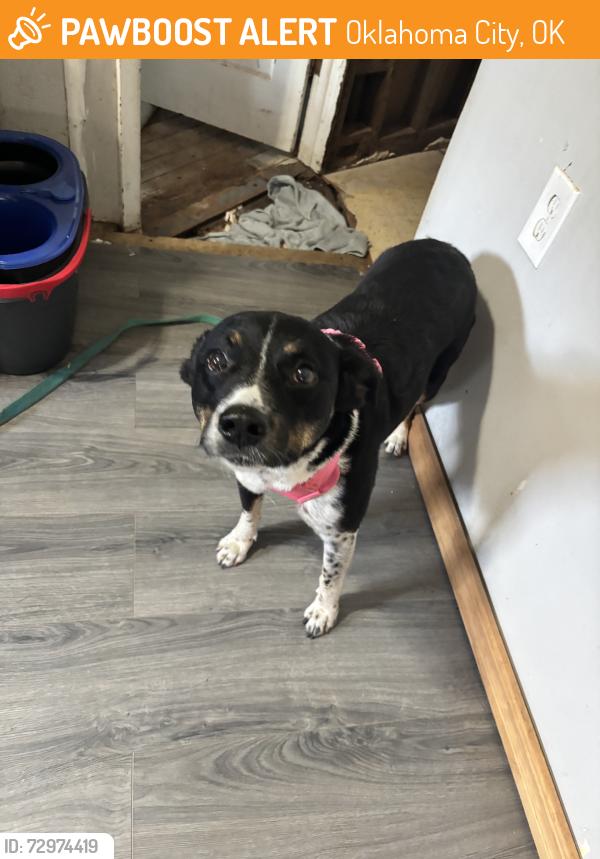 Found/Stray Female Dog last seen Near grant high school, Oklahoma City, OK 73119
