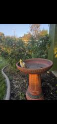 Lost Male Bird last seen Mariposa Ave and Traft st, Riverside, CA 92508
