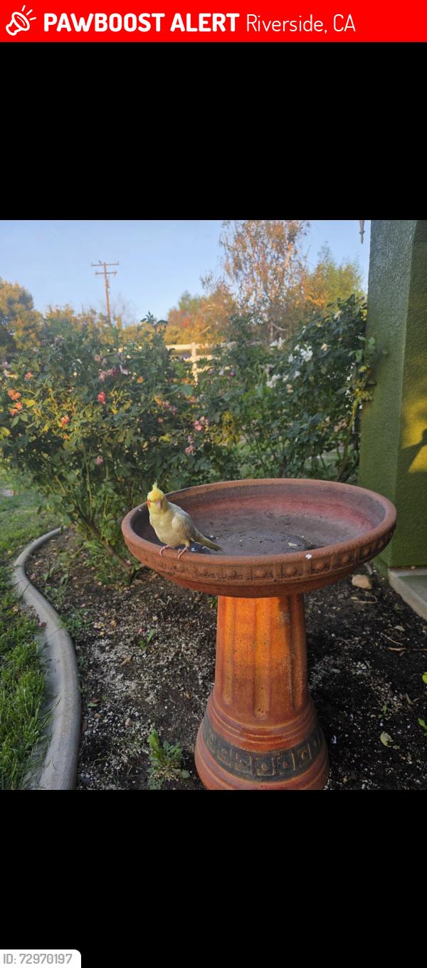 Lost Male Bird last seen Mariposa Ave and Traft st, Riverside, CA 92508