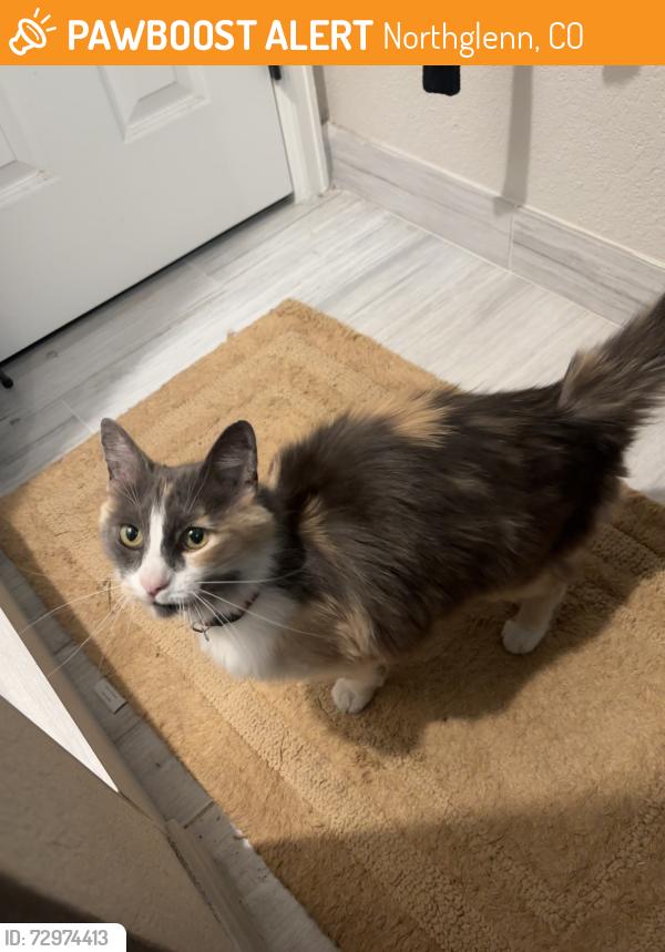 Found/Stray Unknown Cat last seen Muriel and Rosalie Dr, Northglenn, CO 80233