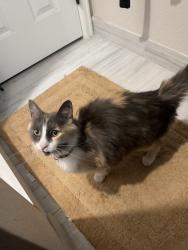 Found/Stray Unknown Cat last seen Muriel and Rosalie Dr, Northglenn, CO 80233