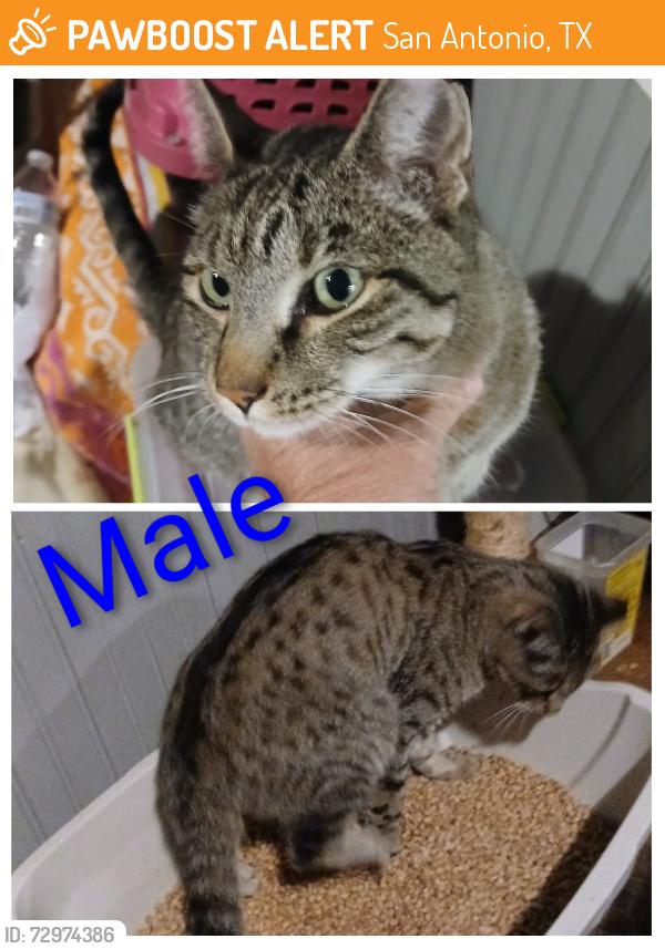 Found/Stray Male Cat last seen Hopkins Elementary School, Ackerman Rd, Manheim Auto Auction, San Antonio, TX 78219