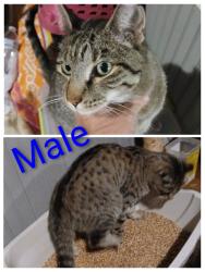 Found/Stray Male Cat last seen Hopkins Elementary School, Ackerman Rd, Manheim Auto Auction, San Antonio, TX 78219