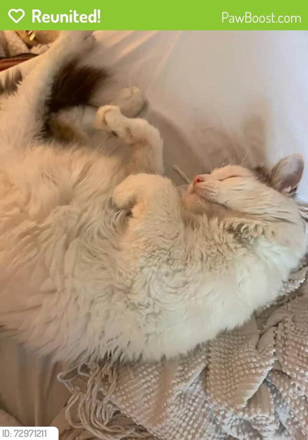 Reunited Male Cat last seen Limeridge and upper Wellington , Hamilton, ON L9A 5G8