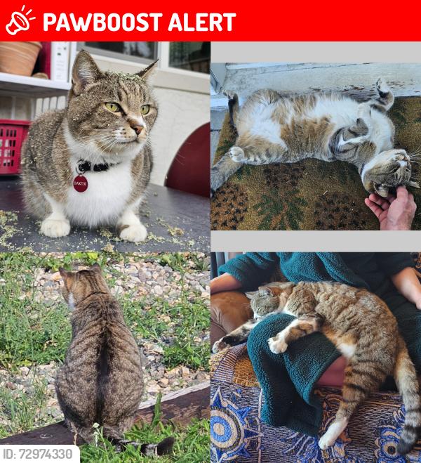 Lost Male Cat last seen Alley way between 6th and 7th street SE, Salmon Arm, BC V1E 3J5