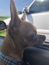 Lost Male Dog last seen 76th street East and 69th East Court, Tulsa, OK 74133