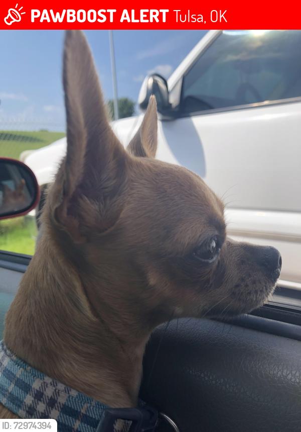 Lost Male Dog last seen 76th street East and 69th East Court, Tulsa, OK 74133