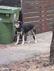 Found/Stray Unknown Dog last seen Corner of Tyburn and Greensward, Los Angeles, CA 90039