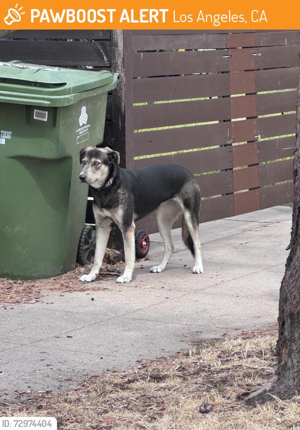 Found/Stray Unknown Dog last seen Corner of Tyburn and Greensward, Los Angeles, CA 90039