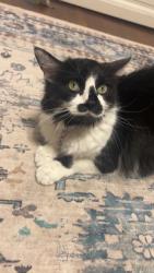 Lost Female Cat last seen Apache & Mill, Tempe, AZ 85281