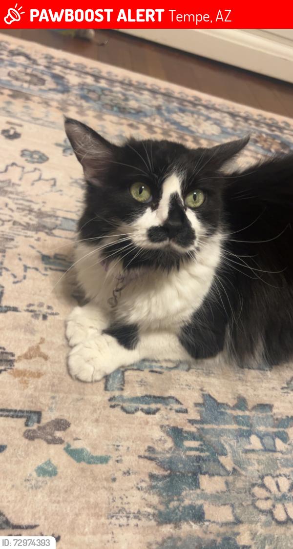 Lost Female Cat last seen Apache & Mill, Tempe, AZ 85281