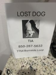 Lost Female Dog last seen Near Burnside Loop, Pensacola, FL 32526