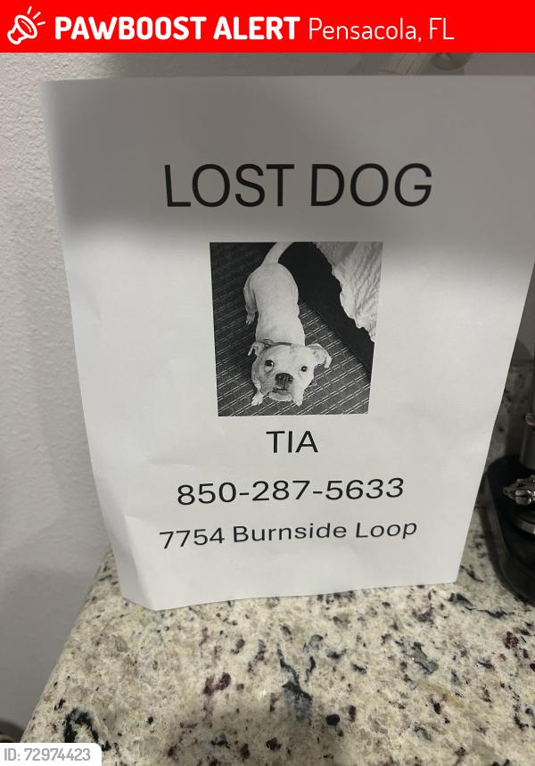 Lost Female Dog last seen Near Burnside Loop, Pensacola, FL 32526