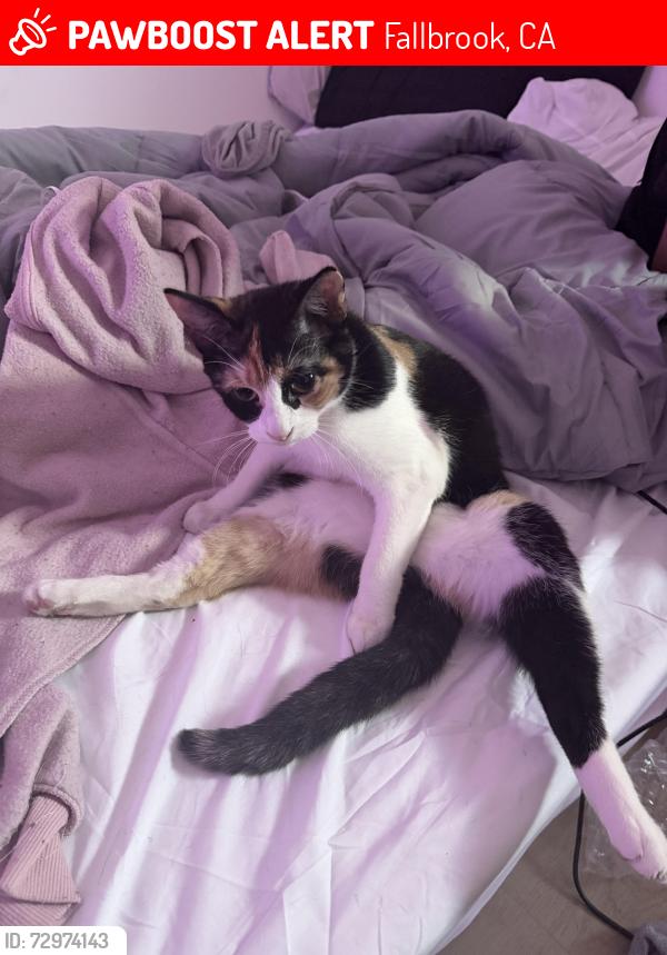 Lost Female Cat last seen South live oak park rd, Fallbrook, CA 92028
