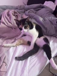 Lost Female Cat last seen South live oak park rd, Fallbrook, CA 92028