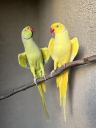 Lost Male Bird last seen Clark st & Cajalco rd, Mead Valley, CA 92570