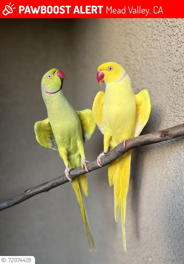 Lost Male Bird last seen Clark st & Cajalco rd, Mead Valley, CA 92570