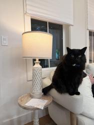 Lost Male Cat last seen Cottages in the Selah District, Goldsby, OK 73093