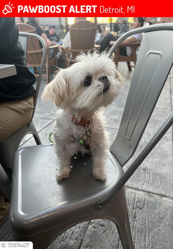 Lost Female Dog last seen Livernois Ave , Detroit, MI 48238