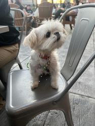 Lost Female Dog last seen Livernois Ave , Detroit, MI 48238