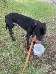 Reunited Male Dog last seen Pine brook and clock tower, Port Richey, FL 34653