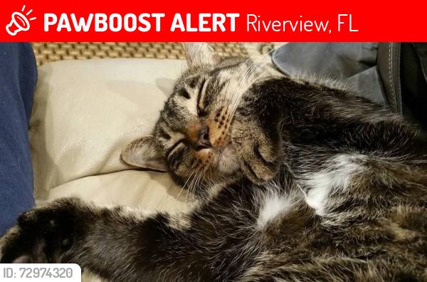 Lost Male Cat last seen Gates Pointe Way and Waterton Drive, Riverview, FL, Riverview, FL 33578
