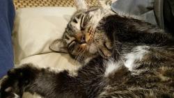 Lost Male Cat last seen Gates Pointe Way and Waterton Drive, Riverview, FL, Riverview, FL 33578